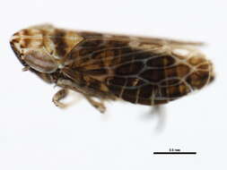 Image of Latalus