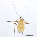 Macrosiphum insulare的圖片