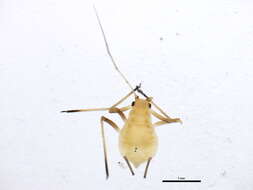 Macrosiphum insulare的圖片