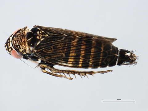 Image of Limotettix (Ophiola) arctostaphyli Ball 1899