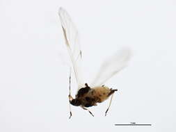 صورة Aphis (Aphis) spiraecola Patch 1914