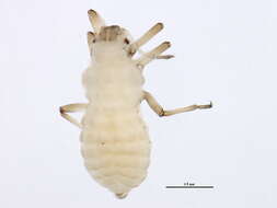 Image of Aphid