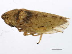 Image de <i>Aphrodes makarovi</i>