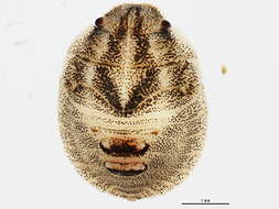 Image of Eurygaster amerinda Bliven 1956