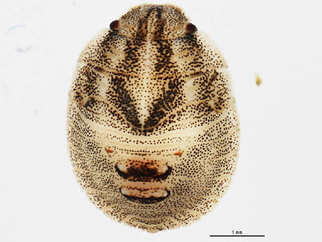 Image of Eurygaster amerinda Bliven 1956
