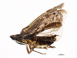 Image of achilid planthoppers