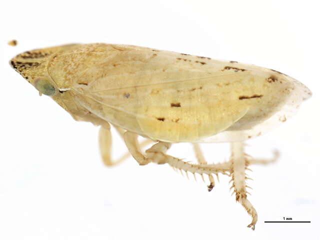 Image de <i>Aphrodes makarovi</i>