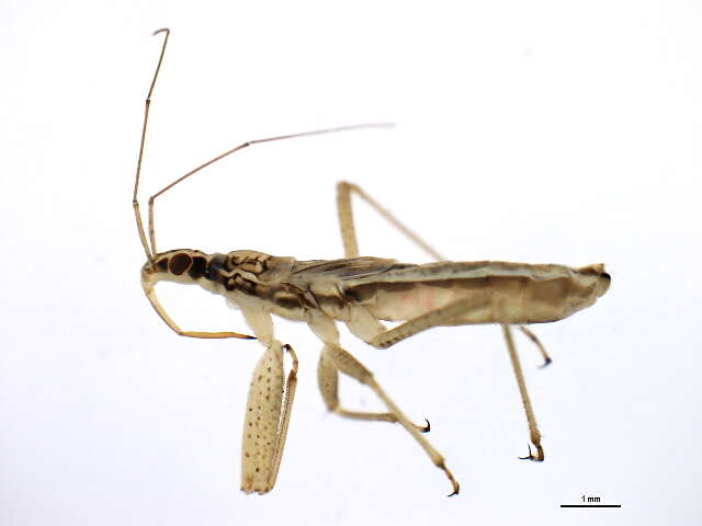Image of damsel bugs