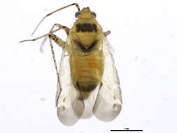 Image de Plagiognathus chrysanthemi (Wolff 1804)