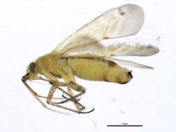 Image de Plagiognathus chrysanthemi (Wolff 1804)