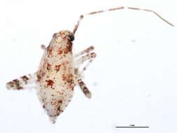 Image of Phytocoris