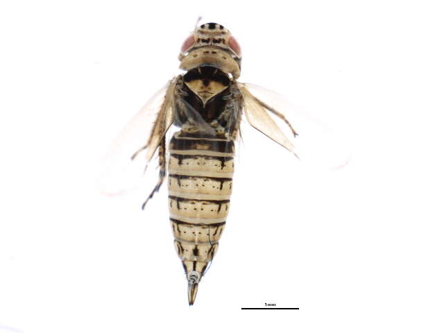 <i>Doratura stylata</i>的圖片