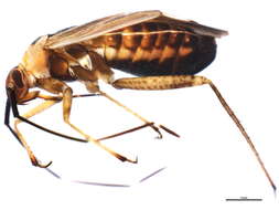 Image of Adelphocoris rapidus (Say 1832)