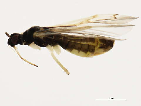 Image of Tupiocoris confusus (Kelton 1980)