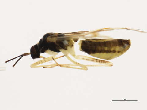 Image of Tupiocoris confusus (Kelton 1980)
