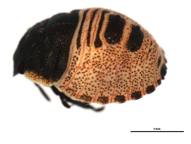 Image of Eurygaster amerinda Bliven 1956