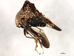 Image of Smiliinae