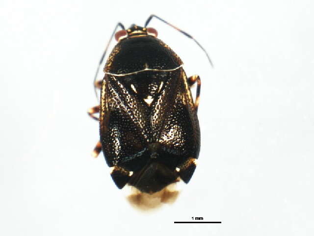 Image of Deraeocoris brevis (Uhler 1904)