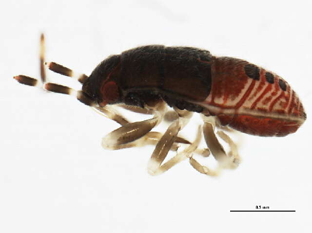 Image of Stygnocoris sabulosus (Schilling 1829)