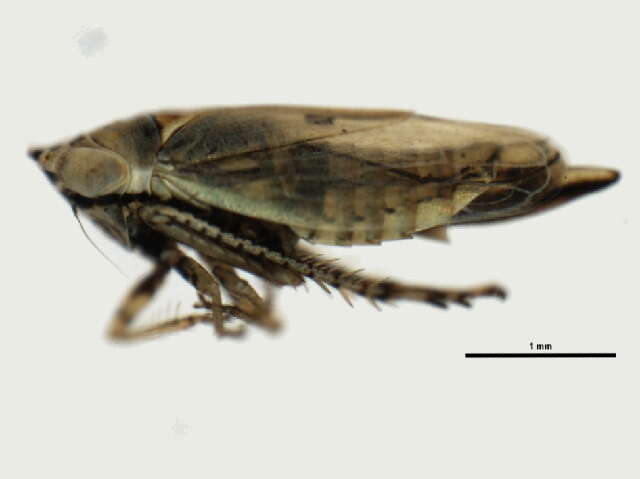 Image of <i>Doratura stylata</i>