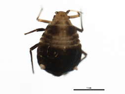 Image of Chaitophorus populicola Thomas & C. 1878