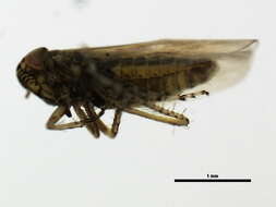 Image of Aster Leafhopper