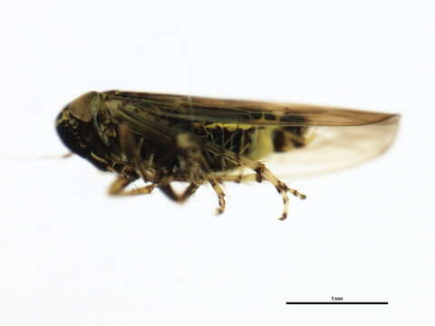 Image of Aster Leafhopper