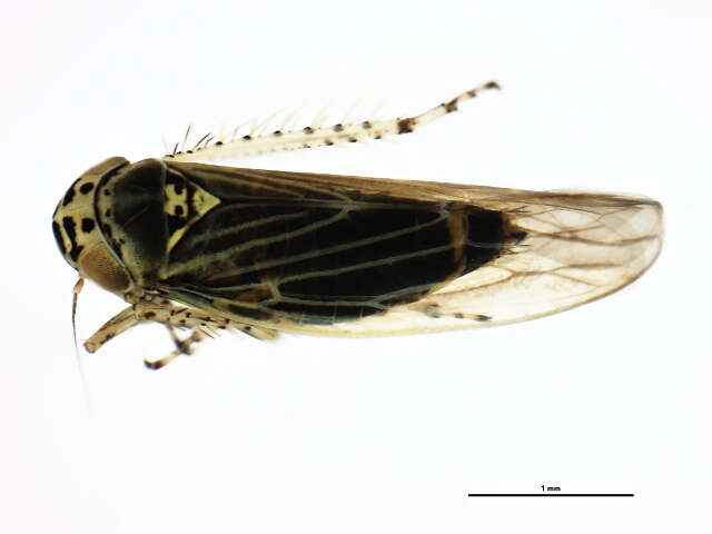 Image of Aster Leafhopper