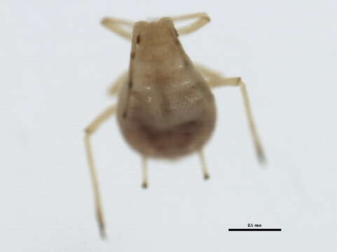 Image of Foxglove aphid