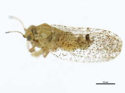 Sivun Craspedolepta angustipennis (Crawford 1911) kuva