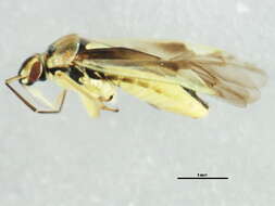 Sivun Orthops scutellatus Uhler 1877 kuva