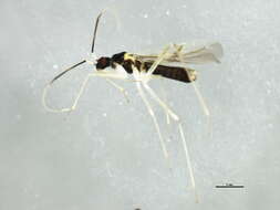 Image of Tupiocoris