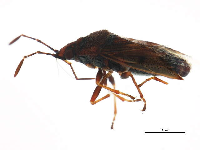 Image of Ischnorhynchinae