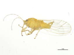 Image of jumping plant lice