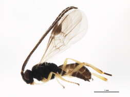Image of Microplitis