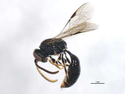 Image of Psenulus pallipes (Panzer 1798)