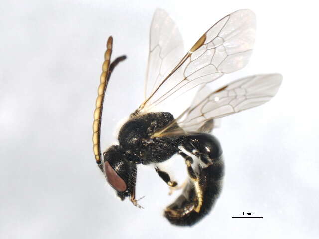 Image de Lasioglossum quebecense (Crawford 1907)