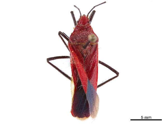 Image de Gagrellinae