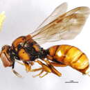 Nomada perplexa Cresson 1863的圖片