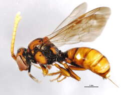 Image of Nomada perplexa Cresson 1863