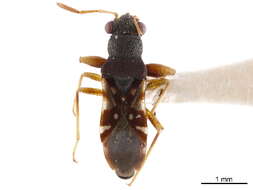 Image of Myodochini