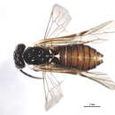 Image of <i>Aneugmenus flavipes</i>