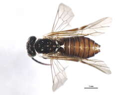 Image of <i>Aneugmenus flavipes</i>