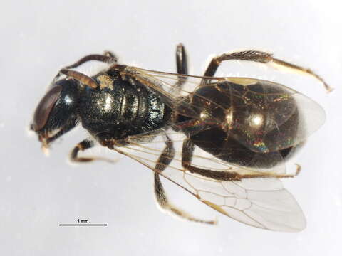 Image de Lasioglossum laevissimum (Smith 1853)