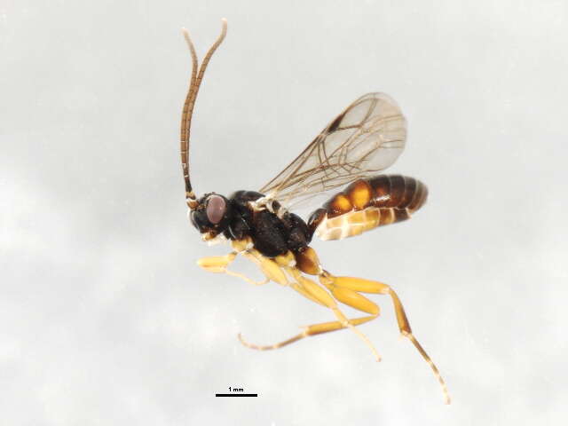 Sivun Sphecophaga vesparum (Curtis 1828) kuva