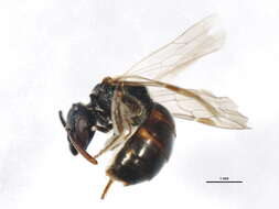 Image of Lasioglossum versans (Lovell 1905)