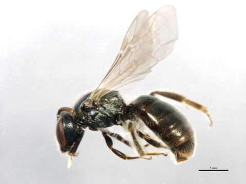 <i>Lasioglossum planatum</i> resmi