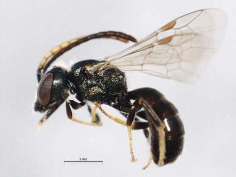Image of Dialictus