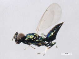 Image of Chrysocharis