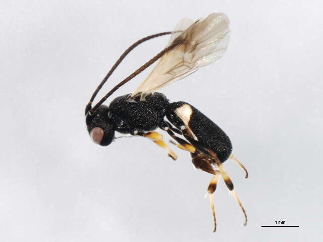 Image of braconid wasps